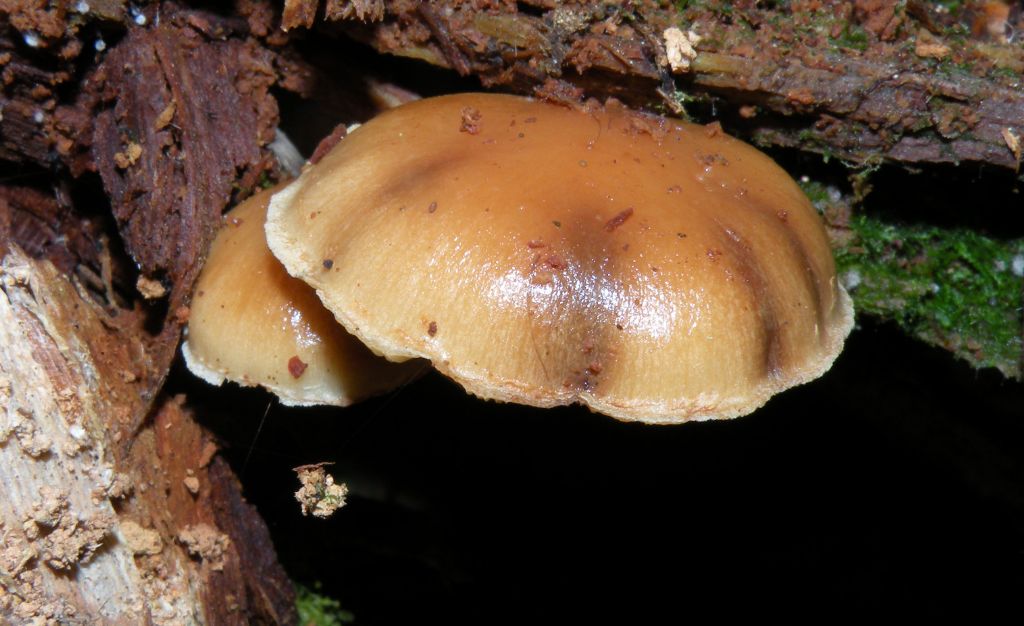 Pu� essere Gymnopilus penetrans?